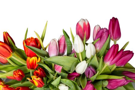 Foto de Many Multicolored tulips isolated on white background, close up - Imagen libre de derechos