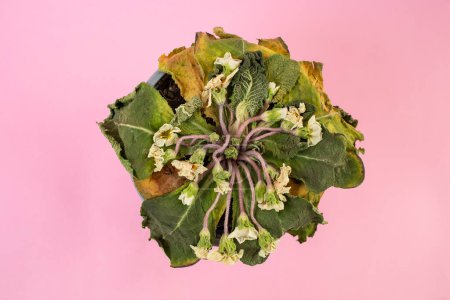 Téléchargez les photos : Fleurs blanches primula mortes, plante séchée en pot sur fond rose, vue de dessus gros plan - en image libre de droit