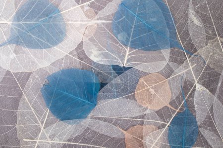 Abstract seasonal backdrop with blue beige and white skeleton leaves, flat lay close up