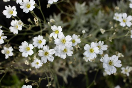 Photo for Cerastium tomentosum flowers, or Snow-in-summer, Soft focus close up - Royalty Free Image