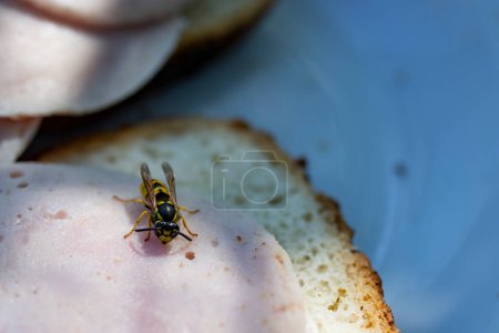 Photo for Wasp on picnic sandwich soft focus close up - Royalty Free Image