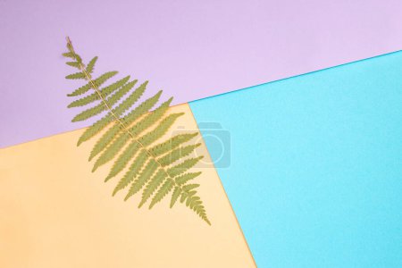 Abstract colorful backdrop with fern leaf  and geometric shapes, flat lay  