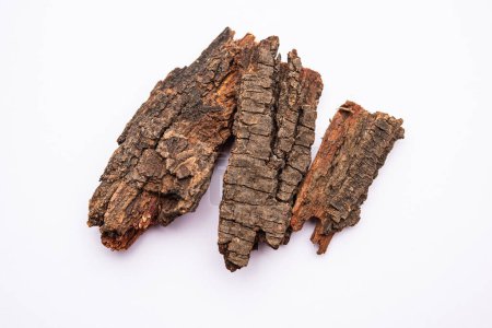 Photo for Babul Chaal or Acacia Bark also known as Vachellia,Nilotica bark,Kikar Chaal, Gum Arabic Tree Bark - Royalty Free Image