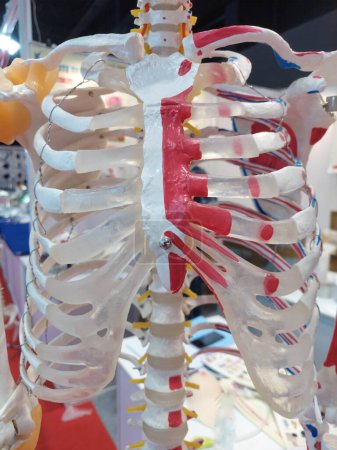 Téléchargez les photos : Cage thoracique humaine, représentation du modèle, montrant les côtes, les cartilages castaux, les côtes flottantes et les articulations des épaules, principalement utilisée pour l'étude anatomique des étudiants en médecine, en soins infirmiers et en ayush - en image libre de droit