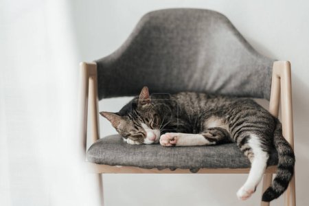 Foto de Lindo gato gris durmiendo en el sillón en la sala de estar de color blanco. Estilo mínimo. - Imagen libre de derechos