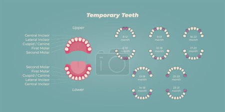Illustration for Medical dental diagram illustration. Orthodontist human tooth anatomy. Vector infographics with teeth diagrams. - Royalty Free Image