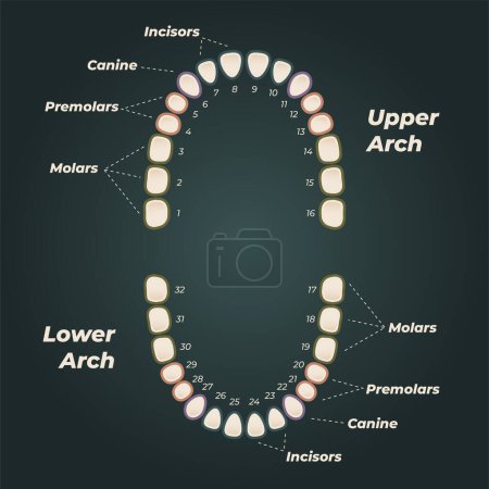 Illustration for Medical dental diagram illustration. Orthodontist human tooth anatomy. Vector infographics with teeth diagrams. - Royalty Free Image