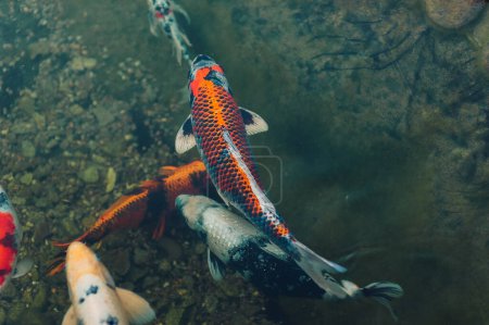 Téléchargez les photos : Quelques belles carpes Koi colorées nagent dans un petit étang de près. Poissons décoratifs pour les parcs. Hobby. - en image libre de droit