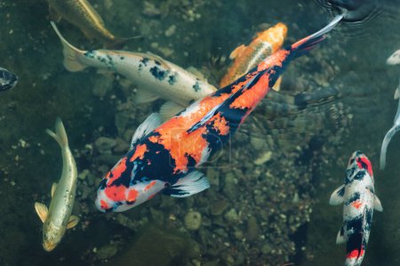 Téléchargez les photos : Quelques carpes Koi colorées nagent dans un petit étang de près. Poissons décoratifs pour les parcs. Hobby. - en image libre de droit