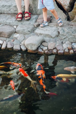 Foto de La gente alimenta coloridas y grandes carpas Koi ornamentales en el estanque. Aficiones y recreación relacionadas con la observación y el cuidado de los peces. - Imagen libre de derechos