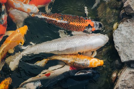 Téléchargez les photos : De nombreuses carpes Koi colorées nagent dans l'étang et attendent d'être nourries. Lutte pour la nourriture concept. Poisson décoratif pour la zone du parc. - en image libre de droit
