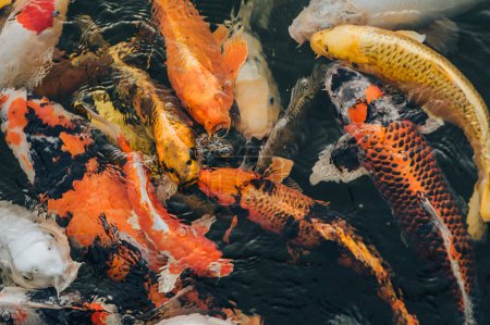 Photo for Many colorful hunger Koi carps swim in the pond and wait to be fed. Concept of fight for food. Decorative fish for the park area. Close up, top view. - Royalty Free Image