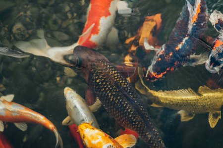 Foto de Muchas carpas Koi coloridas nadan en el estanque y esperan a ser alimentadas. Lucha por comida. Peces decorativos para la zona del parque
. - Imagen libre de derechos