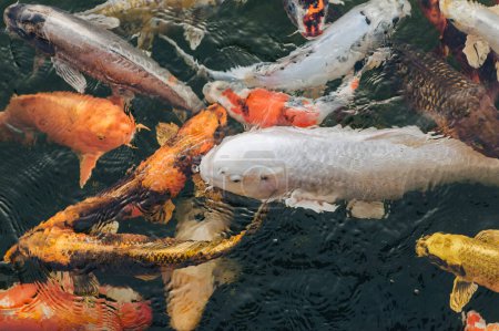 Téléchargez les photos : De nombreuses carpes Koi colorées nagent dans l'étang et attendent d'être nourries. Luttez pour la nourriture. Poisson décoratif pour la zone du parc
. - en image libre de droit