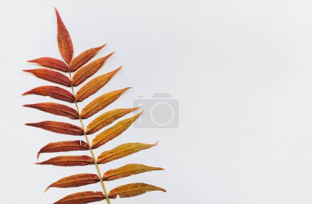 Foto de Rama con hojas doradas secas sobre fondo blanco. Composición de otoño. Plano, vista superior, espacio para copiar
. - Imagen libre de derechos