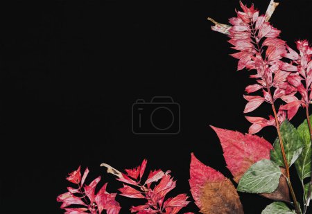 Photo for Creative Top view flat lay autumn composition. ?oncept Red, green leaves pattern frame black background copy space minimalism Template fall anniversary invitation cards. - Royalty Free Image