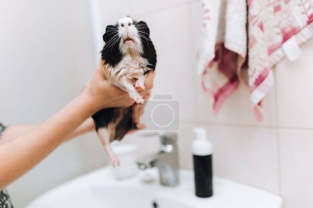 Photo for A girl holds a funny guinea pig in her hands near the sink after swimming. Pet care concept. - Royalty Free Image