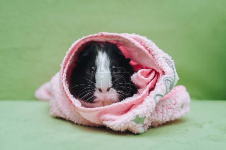 Photo for Three-colored funny guinea pig on a green couch wrap in a pink towel after swimming. Pet care, love and care. - Royalty Free Image