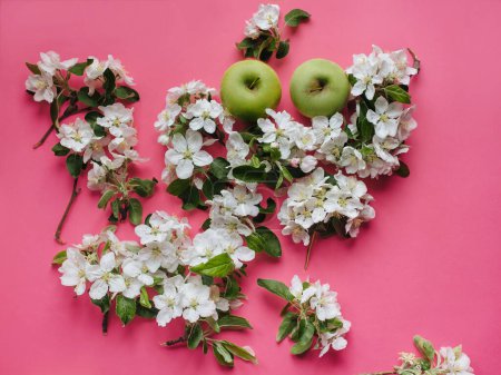 Photo for Green apples lie on a pink background surrounded by light apple blossom. The concept of spring and future harvest. Top view. - Royalty Free Image