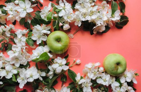 Foto de Dos manzanas verdes se encuentran sobre un fondo rosa rodeado de flor de manzana clara. El concepto de primavera y cosecha futura. Copiar espacio, vista superior. - Imagen libre de derechos