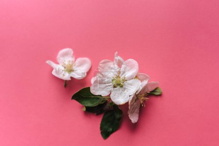 Foto de Flor blanca de manzana se encuentra sobre un fondo rosa. El concepto de primavera. Copiar espacio, vista superior, papel de acuarela. - Imagen libre de derechos