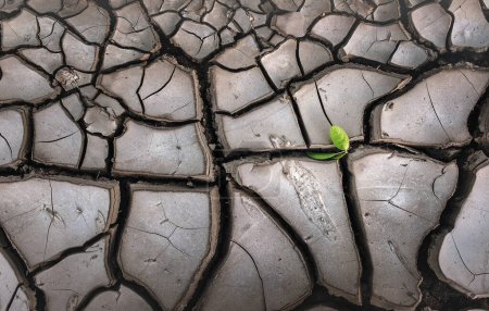 Photo for Green plant growing from cracked earth. Concept of new life. Barren year due to severe drought and lack of rain. Apocalypse in agriculture. - Royalty Free Image