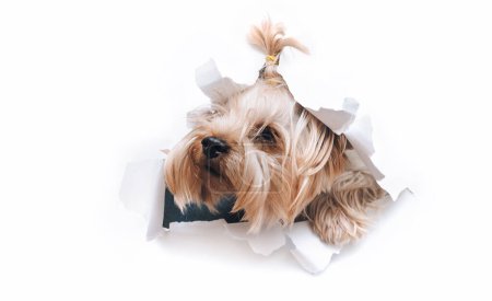 Photo for The head of old dog through a hole on a white torn paper background. Yorkshire Terrier. Horizontal studio image, copy space. Concept of spy, curiosity and snoop. - Royalty Free Image