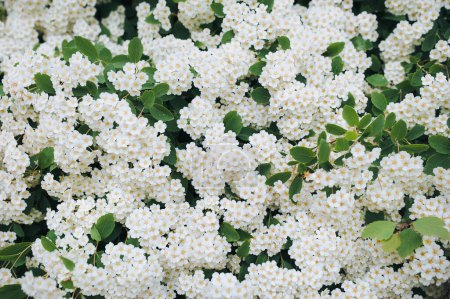 Photo for Beautiful flowering branch of bush spirea with green leaves and little white flowers in spring. Floral background. Spring scent. - Royalty Free Image