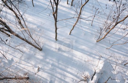Photo for Winter forest with snow. Top view. Drone. Trees in the snow. - Royalty Free Image