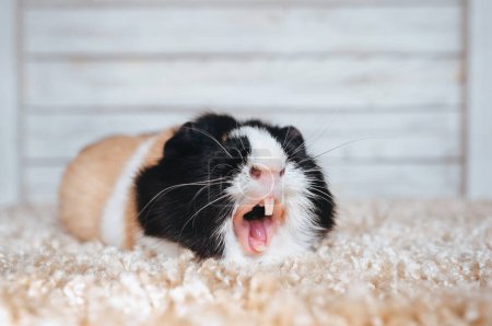 Photo for Scream in the notification. Guinea pig yawns and shows her teeth. The pet is tired. Poster. Sale, advertising. Lazy people. - Royalty Free Image