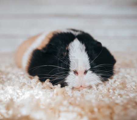 Téléchargez les photos : Le cochon de Guinée repose confortablement sur un tapis doux. Le concept d'ennui. Fatigué. Triste. - en image libre de droit