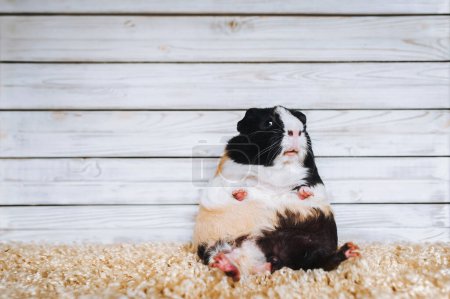 Foto de Un cobayo divertido se sienta en una alfombra sobre un fondo de madera y mira al espectador con asombro. El concepto de sorpresa, miedo y rechazo de cualquier cosa. - Imagen libre de derechos