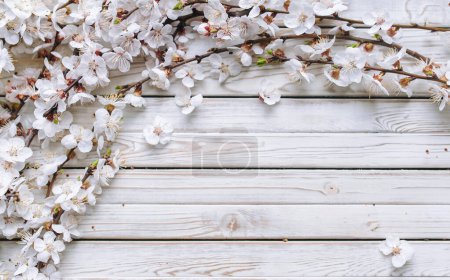 Foto de Flores frescas de primavera en las ramas de albaricoques florecientes sobre fondo rústico de madera blanca. Sakura. Copiar espacio, vista superior. - Imagen libre de derechos