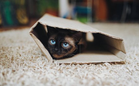 Foto de El gato siamés se esconde en una caja de cartón. Juegos de gatos. El gato tiene ojos azules. Instinto de caza. - Imagen libre de derechos