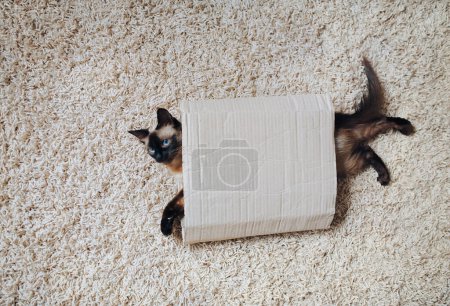 Foto de Instinto de cazar. El gato siamés se esconde en una caja de cartón. Juegos de gatos. Gato con ojos azules. - Imagen libre de derechos