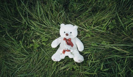 Téléchargez les photos : Un ours en peluche blanc est assis sur l'herbe verte. vue de dessus. - en image libre de droit