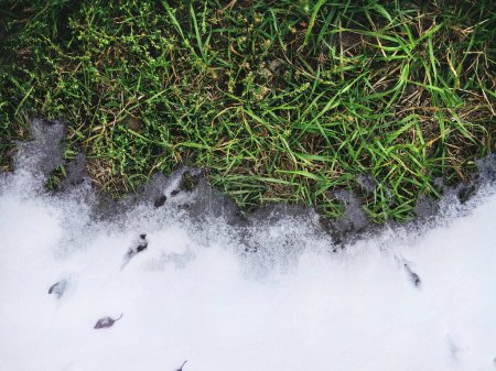 Foto de El comienzo de la primavera. El límite entre la hierba verde en el suelo y la nieve blanca simboliza la transición del invierno a la primavera o del otoño al invierno. La nieve se derrite. - Imagen libre de derechos