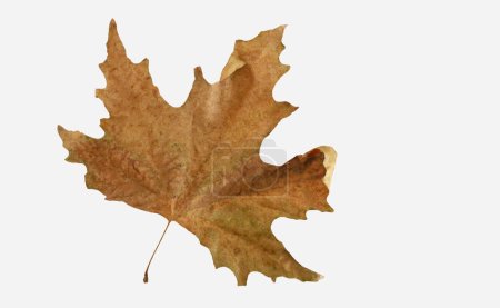 Photo for Big brown single leaf on white background. - Royalty Free Image