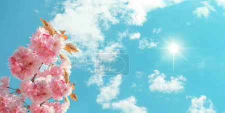 Photo for Fresh pink flowers and sunny blue sky. 3d ceiling photo. Bottom up of view flower and sky at spring season - Royalty Free Image