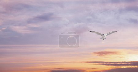 Foto de Cielo del atardecer y aves voladoras - gaviota. Maravilloso cielo vista. - Imagen libre de derechos