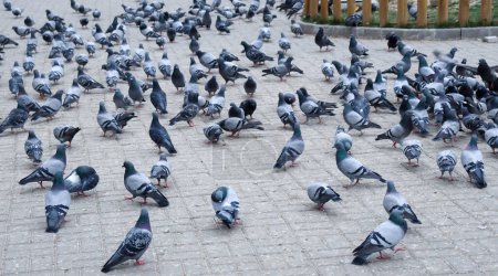 Muchas palomas salvajes en la plaza de la ciudad. Un grupo de palomas.