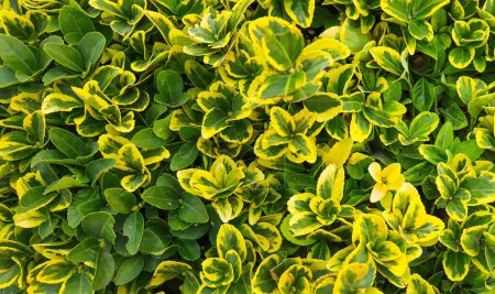 Euonymus plant with green and yellow leaf. Close-up yellow and green leaves in spring. Organic leaves texture.