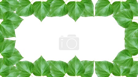 Photo for Frame with green tree leaves on white background. Decorative background leaf frame. - Royalty Free Image