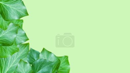 Photo for Fresh green leaves on a light green background. Free space for text and images - Royalty Free Image