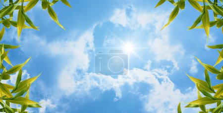 Bottom up view of blue sky and green leaves with sun shining