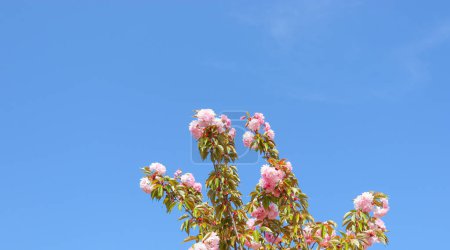 Blue sky and blooming tree branches