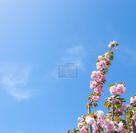 Fresh blooming tree branches and blue sky in spring.
