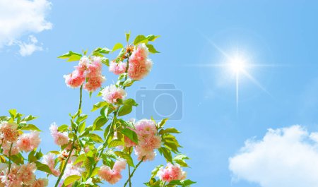 Fresh pink flowers, green leaves and the sun shining on the blue sky.
