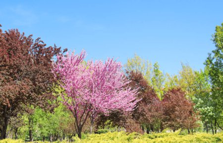 Photo for Cherry blossom tree among different trees in the park - Royalty Free Image