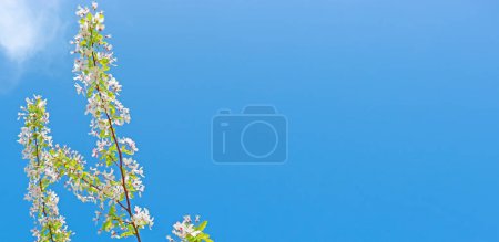 Fresh white flowers, green leaves and beautiful blue sky. Tree branches in bloom in spring.